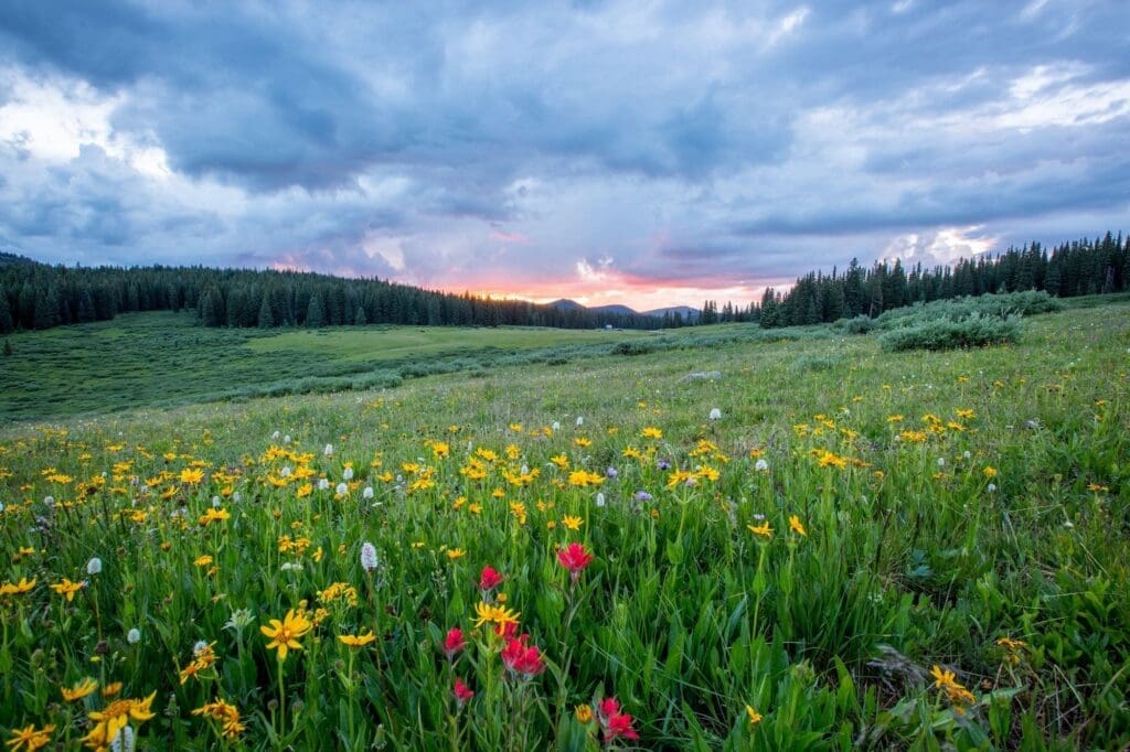 spring in Colorado flowers blooming